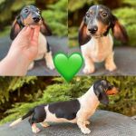 кобель чёрно-подпалый тигр пайболд